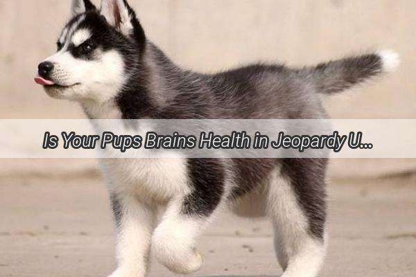 Is Your Pups Brains Health in Jeopardy Unveiling the Mystery of Canine Encephalitis